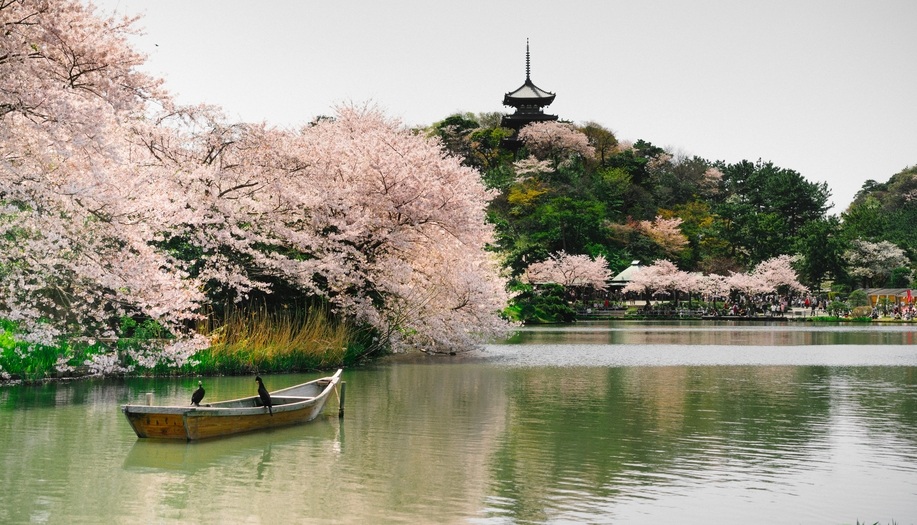 Japan Cherry Blossom & Culture Trail